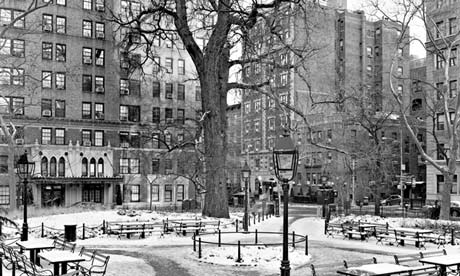 The English Elm in Washington Square park, New York, known as the Hangmans Elm.